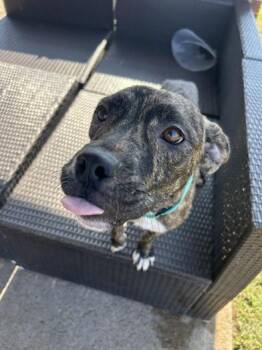 Rescue Boxer and American Staffordshire Terrier Dogs for Adoption in Liverpool, Texas - Misty | PetCurious