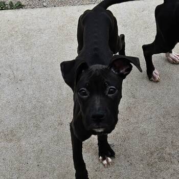 Daphne -  Boxer Dog for Adoption in Independence, Kansas - Daphne | PetCurious