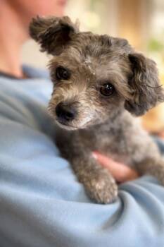 Poodle Dogs Available for Adoption - Paige | PetCurious