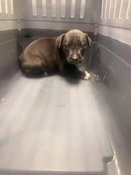 JACK -  Mixed Breed Dog for Adoption in Dallas, Texas - JACK | PetCurious