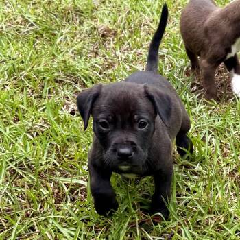 Labrador Retriever Dogs Available for Adoption in Richmond Hill, Georgia - Dopey | PetCurious