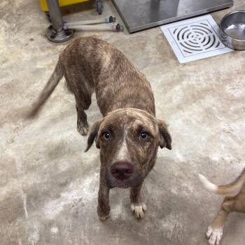 Terra - 072910U -  Terrier and Mixed Breed Dog for Adoption in Tupelo, Mississippi - Terra - 072910U | PetCurious
