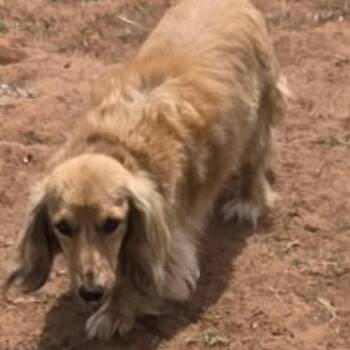 Dachshund Dogs Available for Adoption in Loves Park, Illinois - Missy Lou | PetCurious