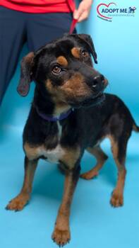 Mixed Breed Dogs Available for Adoption - Colt | PetCurious