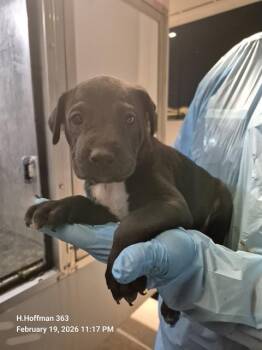 Doberman Pinscher Dogs Available for Adoption - ASH | PetCurious