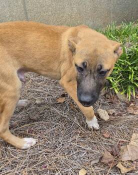 Pen 229 -  Labrador Retriever Dog for Adoption in Lawrenceville, Georgia - Pen 229 | PetCurious