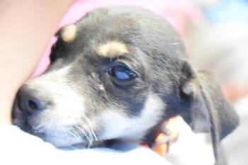 Chihuahua Dogs Available for Adoption in Pahrump, Nevada - Cassie (Bree P3) | PetCurious