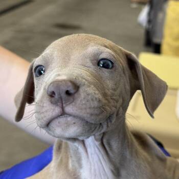Black Widow -  Mixed Breed Dog for Adoption in Las Cruces, New Mexico - Black Widow | PetCurious