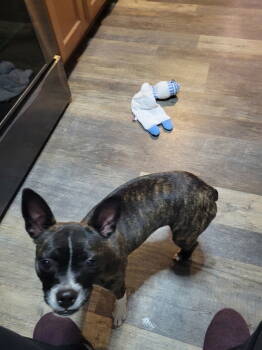 Rescue Boston Terrier and Terrier Dogs for Adoption in Wilmington, Delaware - Cinny (currently Being Fostered In Florida) | PetCurious