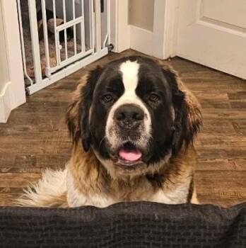 Saint Bernard Dogs Available for Adoption in Pleasant Hill, California - Minnie | PetCurious