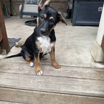 Shepherd Dogs Available for Adoption - Bear  | PetCurious