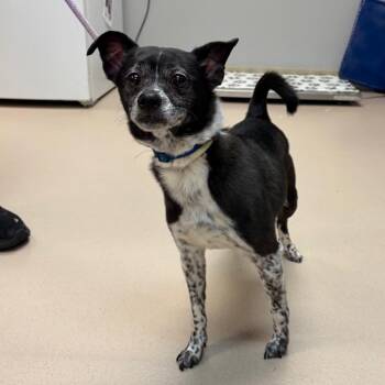 Mixed Breed Dogs Available for Adoption in Vineland, New Jersey - Blitz | PetCurious