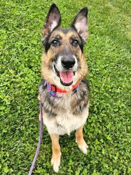 German Shepherd Dog Dogs Available for Adoption in Sacramento, California - RAYMOND | PetCurious
