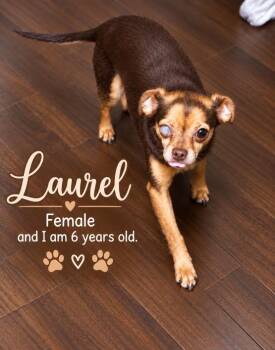 Laurel -  Chihuahua Dog for Adoption in Westport, Connecticut - Laurel | PetCurious