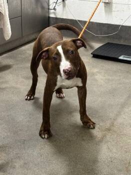 LOKI -  Pit Bull Terrier Dog for Adoption - LOKI | PetCurious