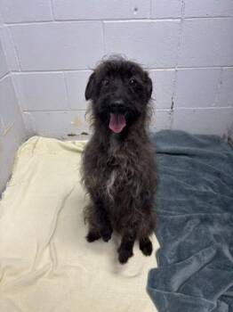 Mixed Breed Dogs Available for Adoption - Speedwagon | PetCurious