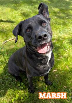 Marsh -  Rottweiler and Labrador Retriever Dog for Adoption in Valparaiso, Indiana - Marsh | PetCurious