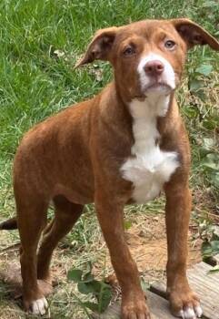 Australian Shepherd and Labrador Retriever Dogs Available for Adoption in Watertown, Connecticut - Kim | PetCurious