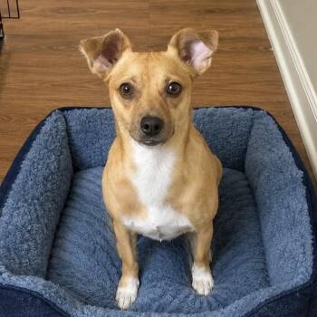 Andy, the happiest sidekick -  Chihuahua Dog for Adoption in Houston, Texas - Andy, The Happiest Sidekick | PetCurious