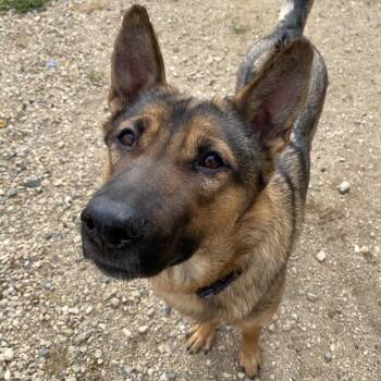 Rescue German Shepherd Dog and Thai Ridgeback Dogs for Adoption in Melfort, Saskatchewan - Sasha | PetCurious