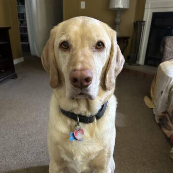 Yellow Labrador Retriever Dogs Available for Adoption - Denver | PetCurious