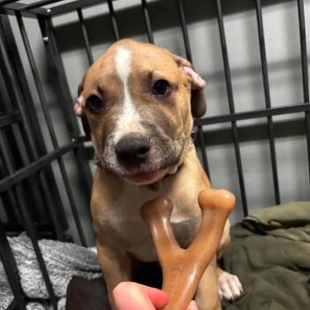 Rozanov -  English Bulldog and Mixed Breed Dog for Adoption in St. Louis, Missouri - Rozanov | PetCurious