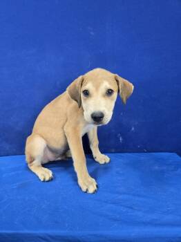 Rescue Mixed Breed Dogs for Adoption in Ruston, Louisiana - Red Cardinal | PetCurious