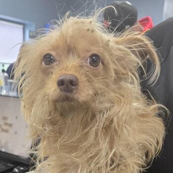 AHNJ-Stray-119919 -  Mixed Breed Dog Available for Adoption in Newark, New Jersey - AHNJ-Stray-119919 | PetCurious