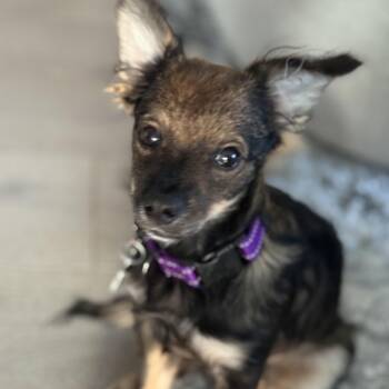 Chihuahua Dogs Available for Adoption - Chili | PetCurious