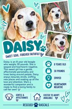 Foster Daisy -  Beagle Dog for Adoption in Oswego, Illinois - Foster Daisy | PetCurious