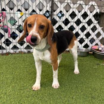 Billie howlish 8043 -  Beagle Dog for Adoption in Loxahatchee Groves, Florida - Billie Howlish 8043 | PetCurious