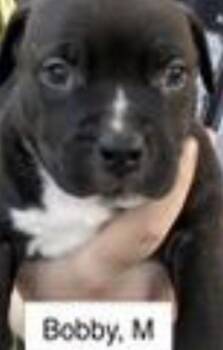 Bobby -  Labrador Retriever and American Bulldog Dog for Adoption in Parma, Ohio - Bobby | PetCurious