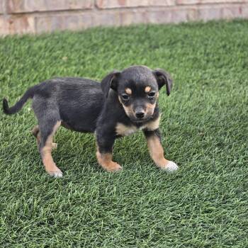 Puppy 4 -  Spaniel and Mixed Breed Dog Available for Adoption in Snyder, Texas - Puppy 4 | PetCurious