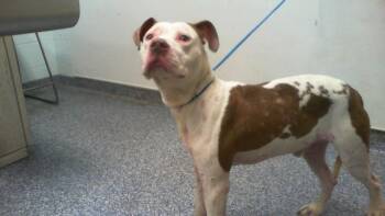 A1267691 -  Pit Bull Terrier Dog for Adoption in Charlotte, North Carolina - A1267691 | PetCurious
