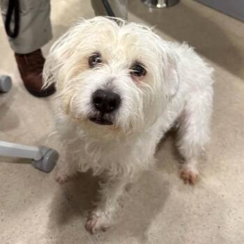 West Highland White Terrier Westie Dogs Available for Adoption in Manassas, Virginia - Armani (ID 27949/1266) | PetCurious