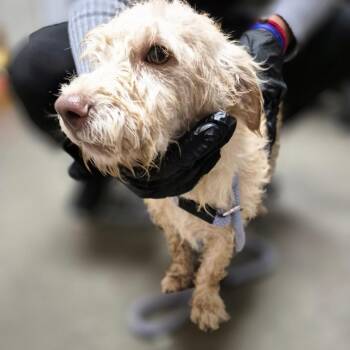 Jive -  Terrier Dog for Adoption in Yuma, Arizona - Jive | PetCurious
