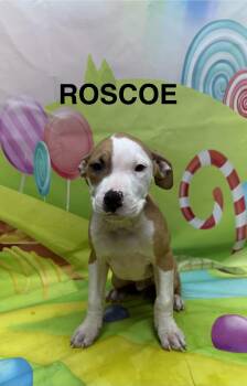 Pit Bull Terrier Dogs Available for Adoption in Urbana, Ohio - Roscoe | PetCurious