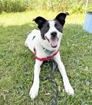 Nami - the sweeeetest bestest little girl -  Mixed Breed Dog Available for Adoption in Oshkosh, Wisconsin - Nami - The Sweeeetest Bestest Little Girl | PetCurious