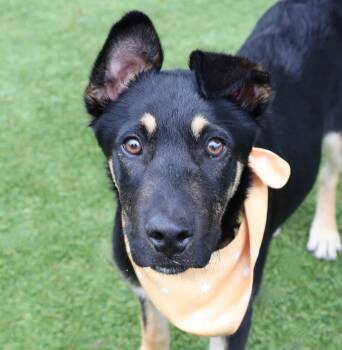 Shepherd Dogs Available for Adoption in Southlake, Texas - Roger | PetCurious