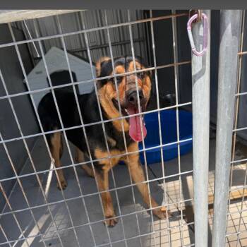 German Shepherd Dog and Mixed Breed Dogs Available for Adoption in St. Louis, Missouri - Microwave | PetCurious