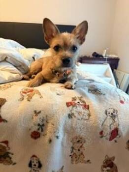 TINY -  Terrier and Mixed Breed Dog for Adoption in Colorado Springs, Colorado - TINY | PetCurious