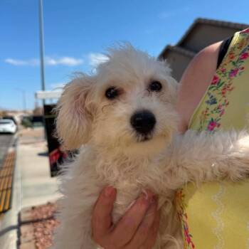 Max Spring AB NV -  Maltese and Poodle Dog for Adoption in Las Vegas, Nevada - Max Spring AB NV | PetCurious