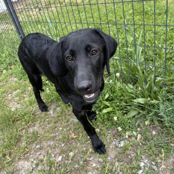 Shadow -  Mixed Breed Dog for Adoption in Bonners Ferry, Idaho - Shadow | PetCurious