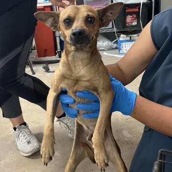 Mr. Toad -  Chihuahua and Mixed Breed Dog for Adoption in Edinburg, Texas - Mr. Toad | PetCurious