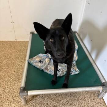 Shepherd and Mixed Breed Dogs Available for Adoption - Maya | PetCurious