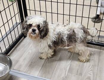 Macchiato-Foster Home Needed -  Shih Tzu Dog for Adoption in Hartland, Wisconsin - Macchiato-Foster Home Needed | PetCurious