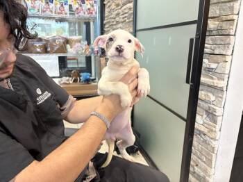 YUMI -  Australian Shepherd and Mixed Breed Dog for Adoption in Rowlett, Texas - YUMI | PetCurious