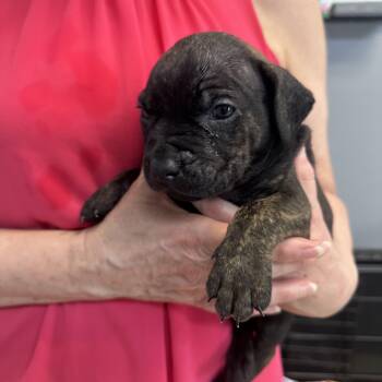 Benton B -  American Bully Dog for Adoption in Dyersburg, Tennessee - Benton B | PetCurious