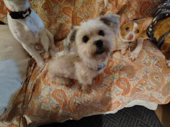 Rescue Shih Tzu and Yorkshire Terrier Dogs for Adoption in VERNON ROCKVL, Connecticut - Courtesy Post - Koko | PetCurious