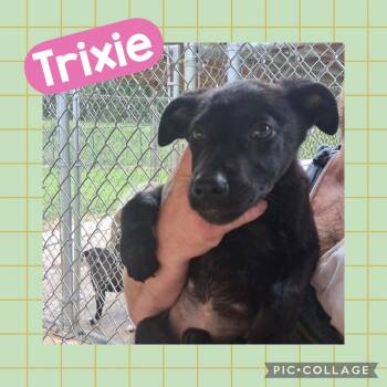 Labrador Retriever Dogs Available for Adoption in Ringwood, New Jersey - Trixie | PetCurious